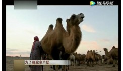 为了骆驼多产奶